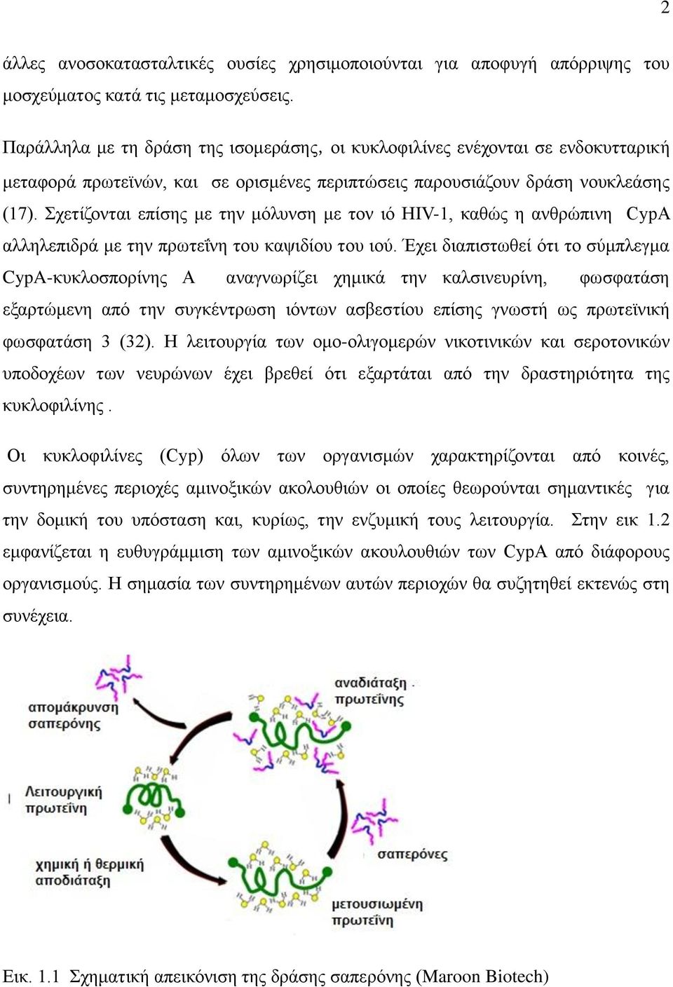 Σχετίζονται επίσης με την μόλυνση με τον ιό ΗΙV-1, καθώς η ανθρώπινη CypA αλληλεπιδρά με την πρωτεΐνη του καψιδίου του ιού.