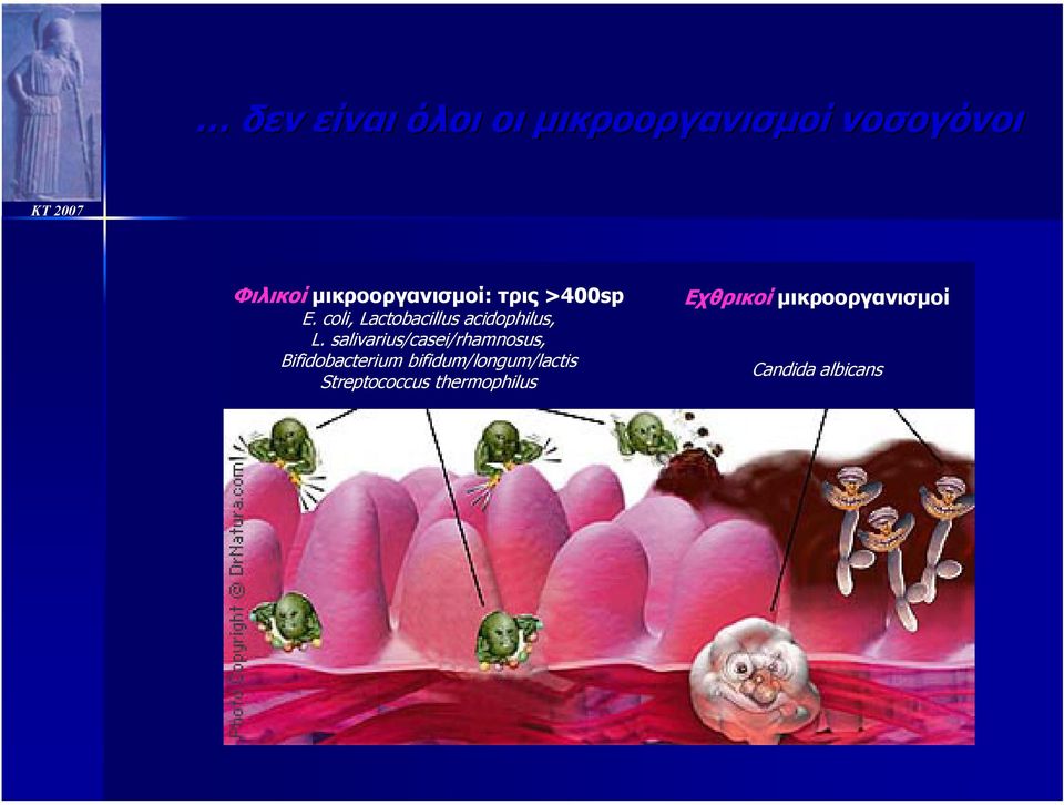 coli, Lactobacillus acidophilus, L.