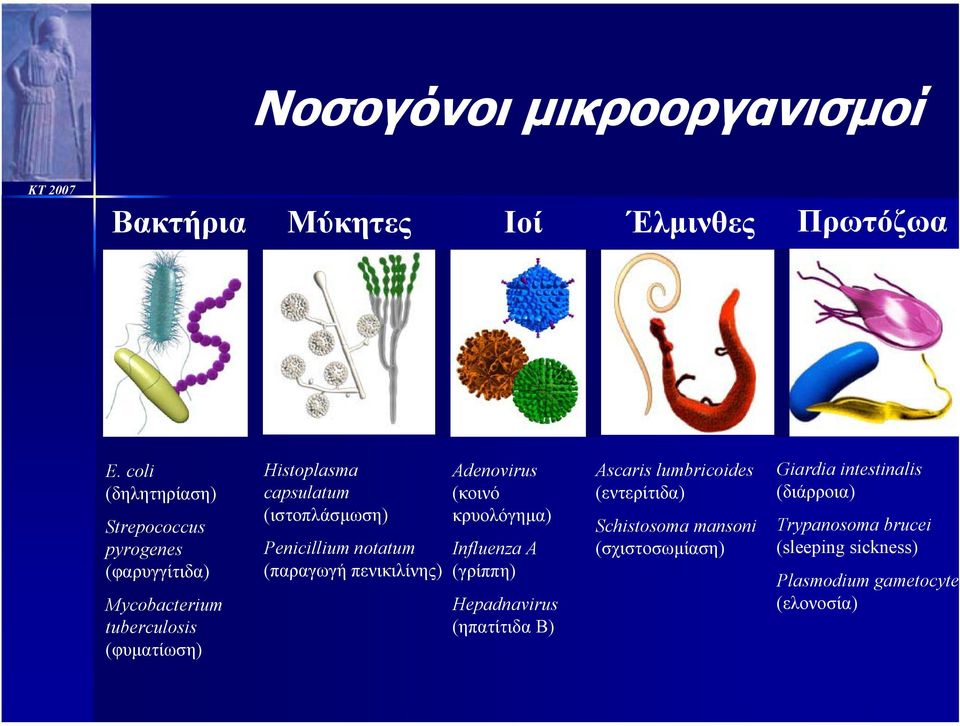 (ιστοπλάσµωση) Penicillium notatum (παραγωγή πενικιλίνης) Adenovirus (κοινό κρυολόγηµα) Influenza A (γρίππη) Hepadnavirus