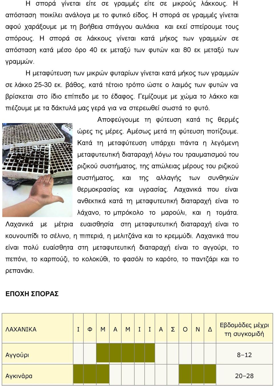 Η σπορά σε λάκκους γίνεται κατά μήκος των γραμμών σε απόσταση κατά μέσο όρο 40 εκ μεταξύ των φυτών και 80 εκ μεταξύ των γραμμών.