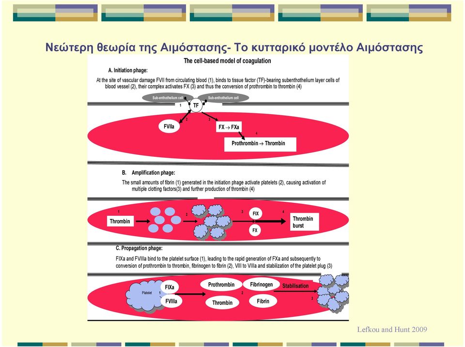 (2), their complex activates FX (3) and thus the conversion of prothrombin to thrombin (4) Sub-enthothelium cell 1 TF Sub-enthothelium cell FVIIa 2 3 FX FXa 4 Prothrombin Thrombin B.