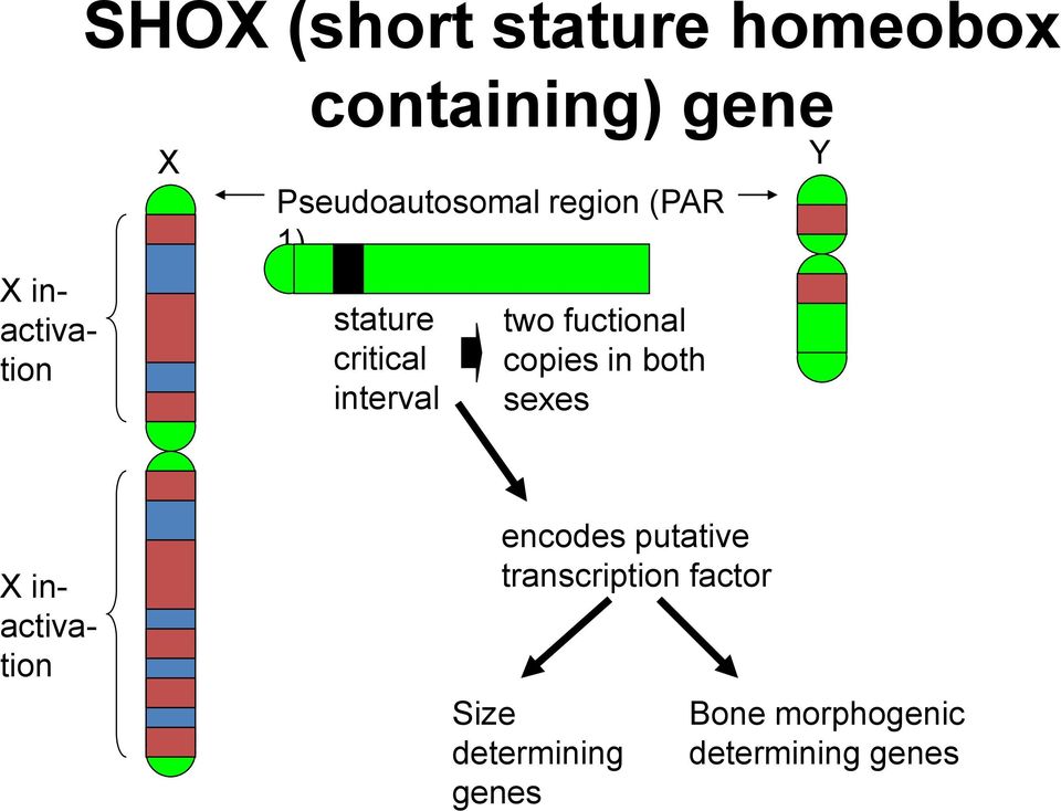 fuctional copies in both sexes Y X inactivation encodes putative