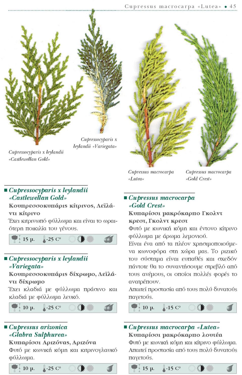 -25 C Cupressocyparis x leylandii «Variegata» Κουπρεσσοκυπάρις δίχρωμο, Λεϊλάντι δίχρωμο Έχει κλαδιά με φύλλωμα πράσινο και κλαδιά με φύλλωμα λευκό. 10 ì.