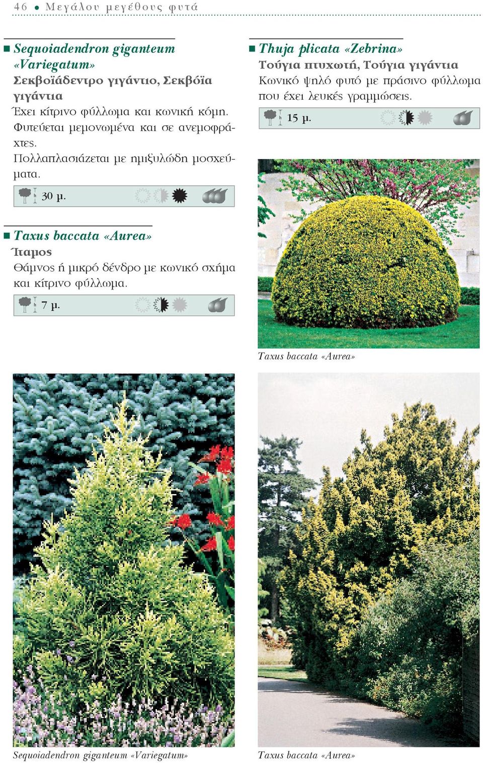 Thuja plicata «Zebrina» Τούγια πτυχωτή, Τούγια γιγάντια Κωνικό ψηλό φυτό με πράσινο φύλλωμα που έχει λευκές γραμμώσεις. 15 ì. 30 ì.