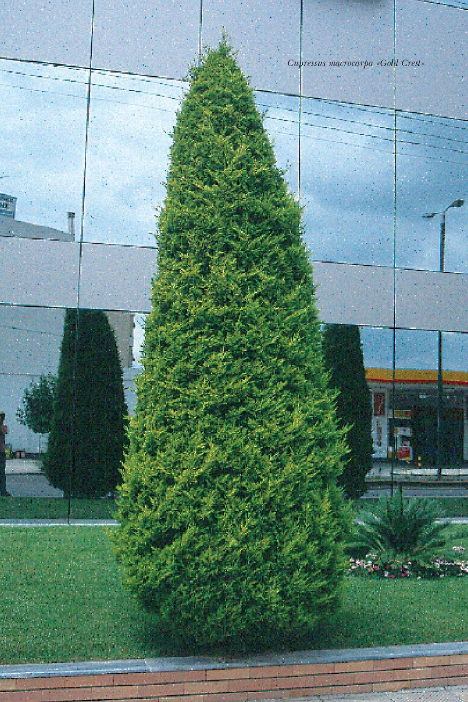 macrocarpa