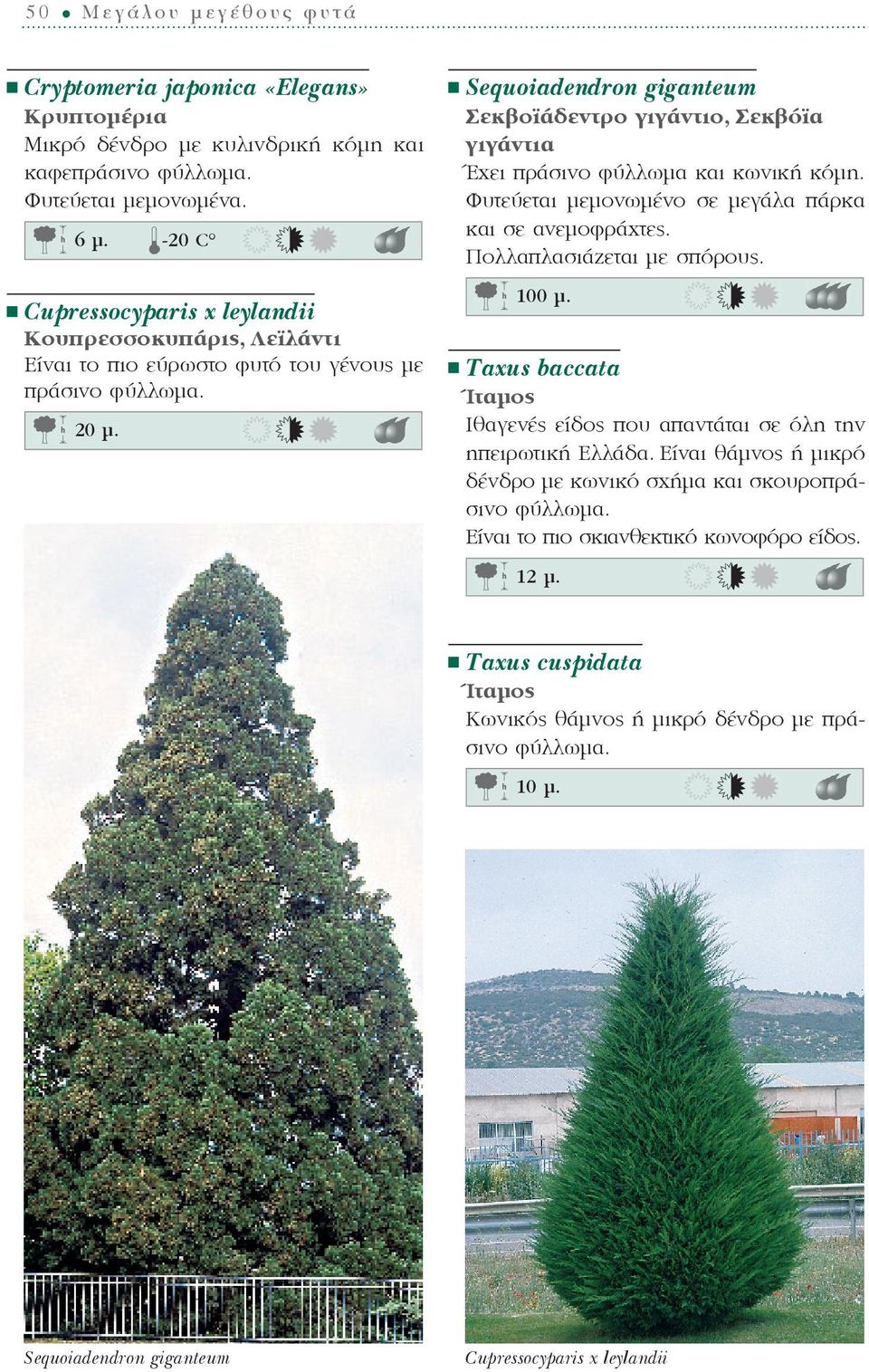 Sequoiadendron giganteum Σεκβοϊάδεντρο γιγάντιο, Σεκβόϊα γιγάντια Έχει πράσινο φύλλωμα και κωνική κόμη. Φυτεύεται μεμονωμένο σε μεγάλα πάρκα και σε ανεμοφράχτες. Πολλαπλασιάζεται με σπόρους. 100 ì.