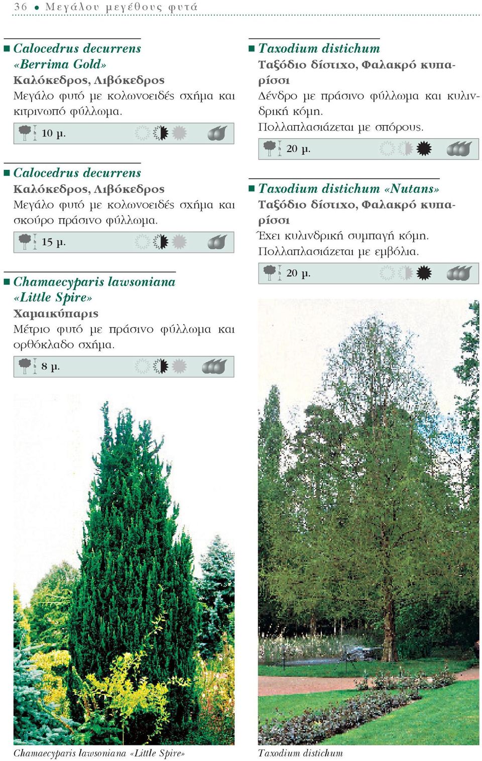 Chamaecyparis lawsoniana «Little Spire» Χαμαικύπαρις Μέτριο φυτό με πράσινο φύλλωμα και ορθόκλαδο σχήμα. 8 ì.