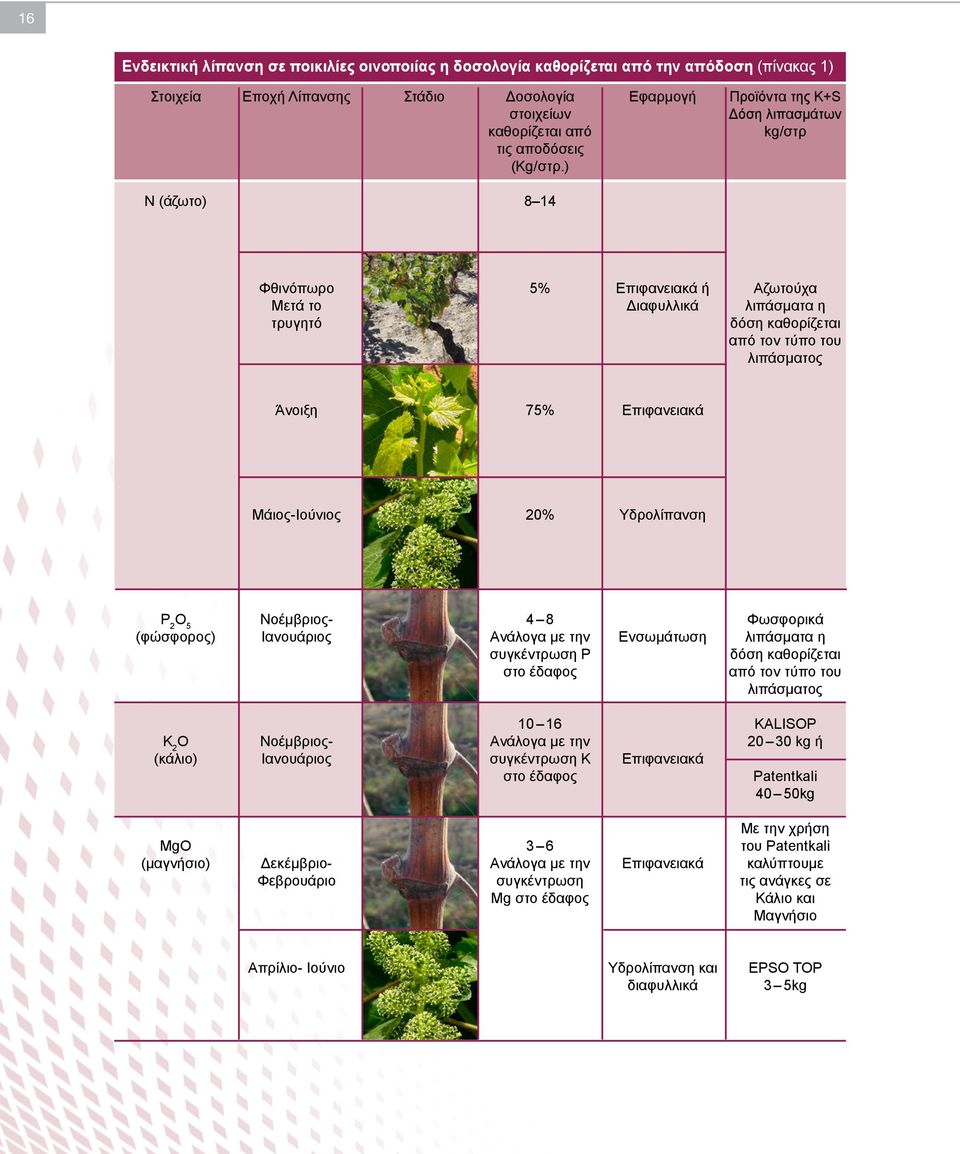 ) N (άζωτο) 8 14 Φθινόπωρο 5% Επιφανειακά ή Αζωτούχα Μετά το Διαφυλλικά λιπάσματα η τρυγητό δόση καθορίζεται από τον τύπο του λιπάσματος Άνοιξη 75% Επιφανειακά Μάιος-Ιούνιος 20% Υδρολίπανση P 2 O 5