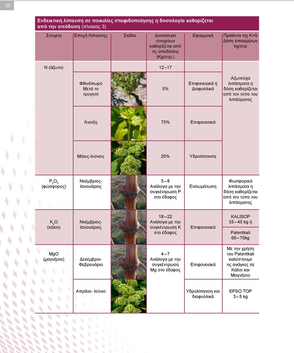 ) N (άζωτο) 12 17 Αζωτούχα Φθινόπωρο Επιφανειακά ή λιπάσματα η Μετά το 5% Διαφυλλικά δόση καθορίζεται τρυγητό από τον τύπο του λιπάσματος Άνοιξη 75% Επιφανειακά Μάιος-Ιούνιος 20% Υδρολίπανση P 2 O 5