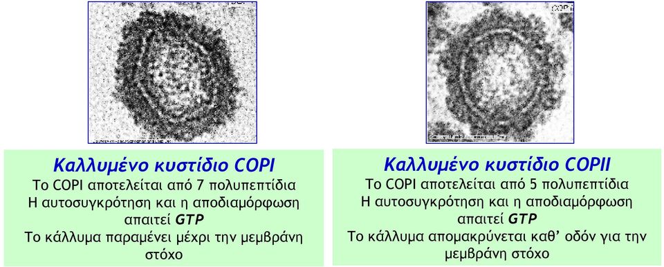 Καλλυμένο κυστίδιο COPIΙ To COPI αποτελείται από 5 πολυπεπτίδια Η αυτοσυγκρότηση