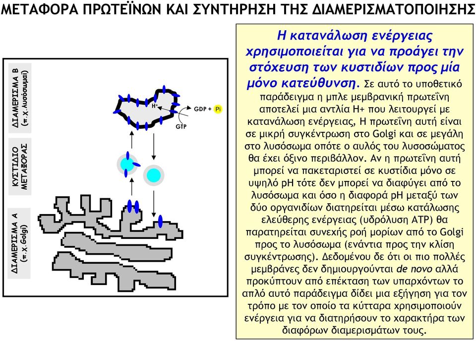 Σε αυτό το υποθετικό παράδειγμα η μπλε μεμβρανική πρωτεΐνη αποτελεί μια αντλία H+ που λειτουργεί με κατανάλωση ενέργειας, Η πρωτεΐνηαυτήείναι σε μικρή συγκέντρωση στο Golgi και σε μεγάλη στο λυσόσωμα