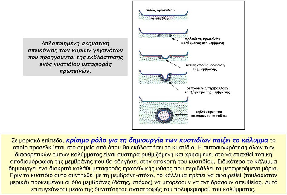 για τη δημιουργία των κυστιδίων παίζει το κάλυμμα το οποίο προσελκύεται στο σημείο από όπου θα εκβλαστήσει το κυστίδιο.