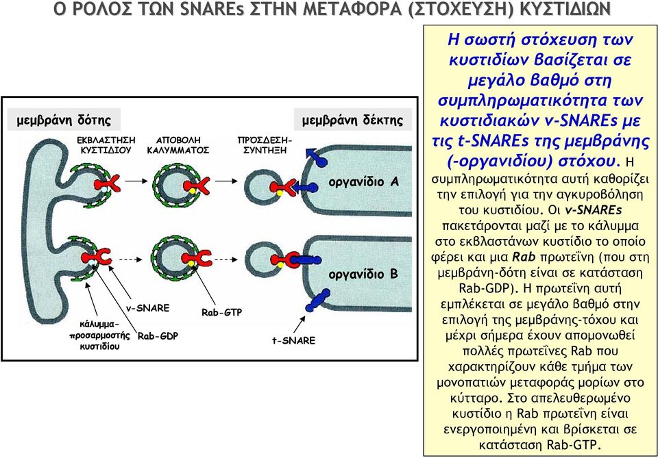 Η συμπληρωματικότητα αυτή καθορίζει την επιλογή για την αγκυροβόληση του κυστιδίου.