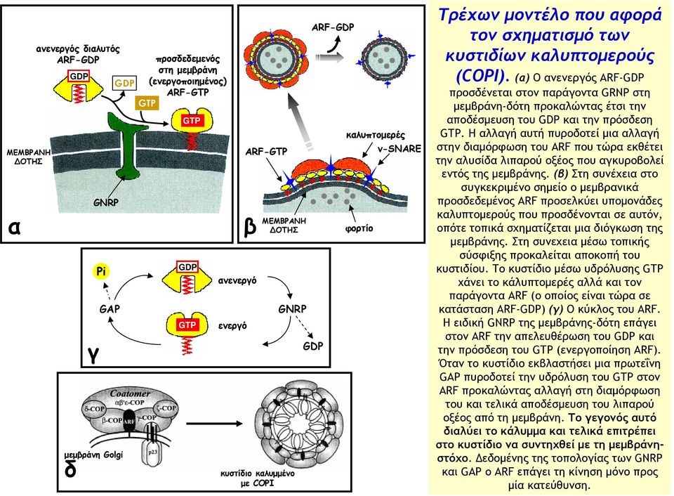 (α) Ο ανενεργός ARF-GDP προσδένεται στον παράγοντα GRNP στη μεμβράνη-δότη προκαλώντας έτσι την αποδέσμευση του GDP και την πρόσδεση GTP.