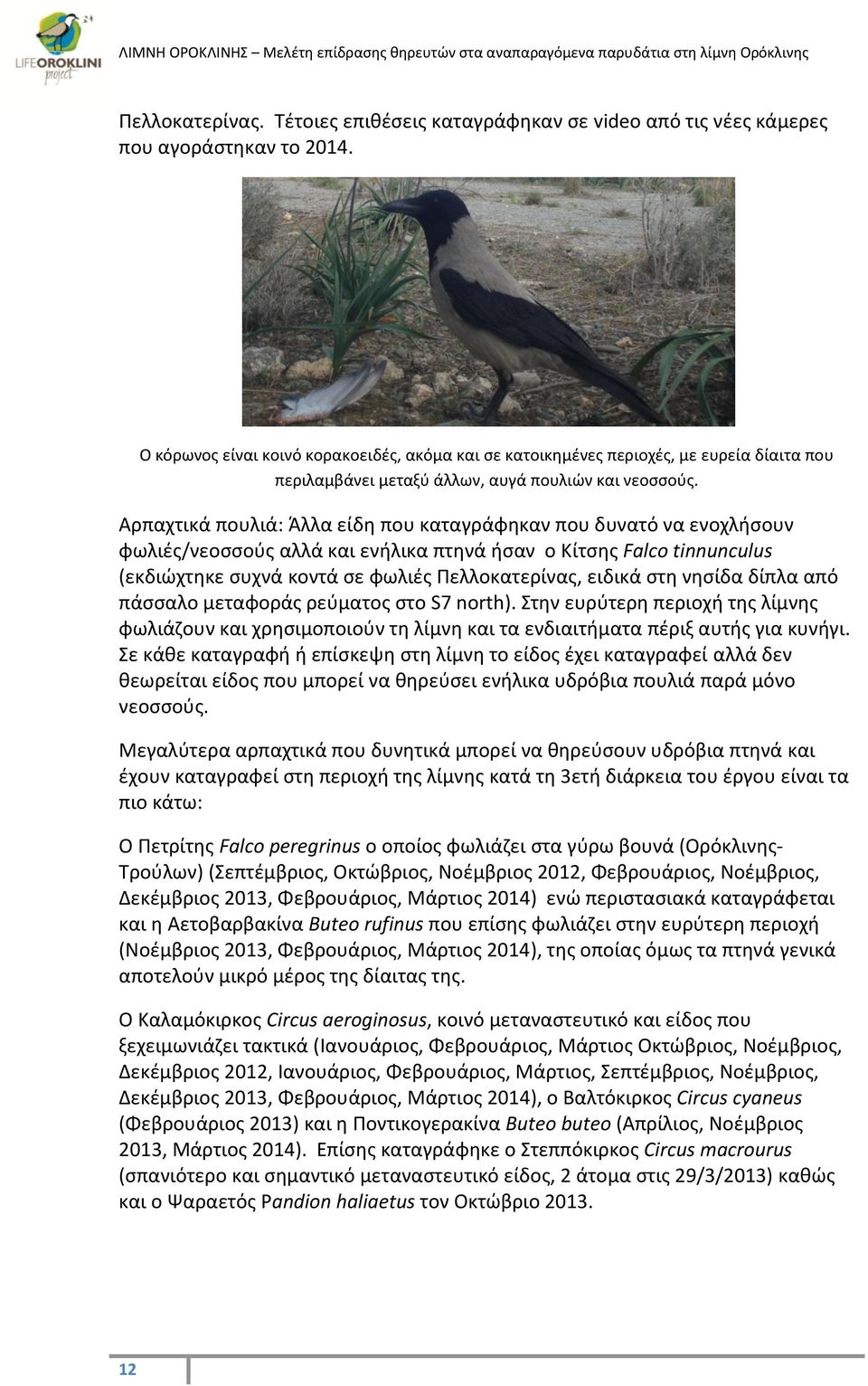 Αρπαχτικά πουλιά: Άλλα είδη που καταγράφηκαν που δυνατό να ενοχλήσουν φωλιές/νεοσσούς αλλά και ενήλικα πτηνά ήσαν ο Κίτσης Falco tinnunculus (εκδιώχτηκε συχνά κοντά σε φωλιές Πελλοκατερίνας, ειδικά