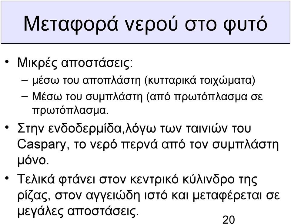 Στην ενδοδερμίδα,λόγω των ταινιών του Caspary, το νερό περνά από τον συμπλάστη