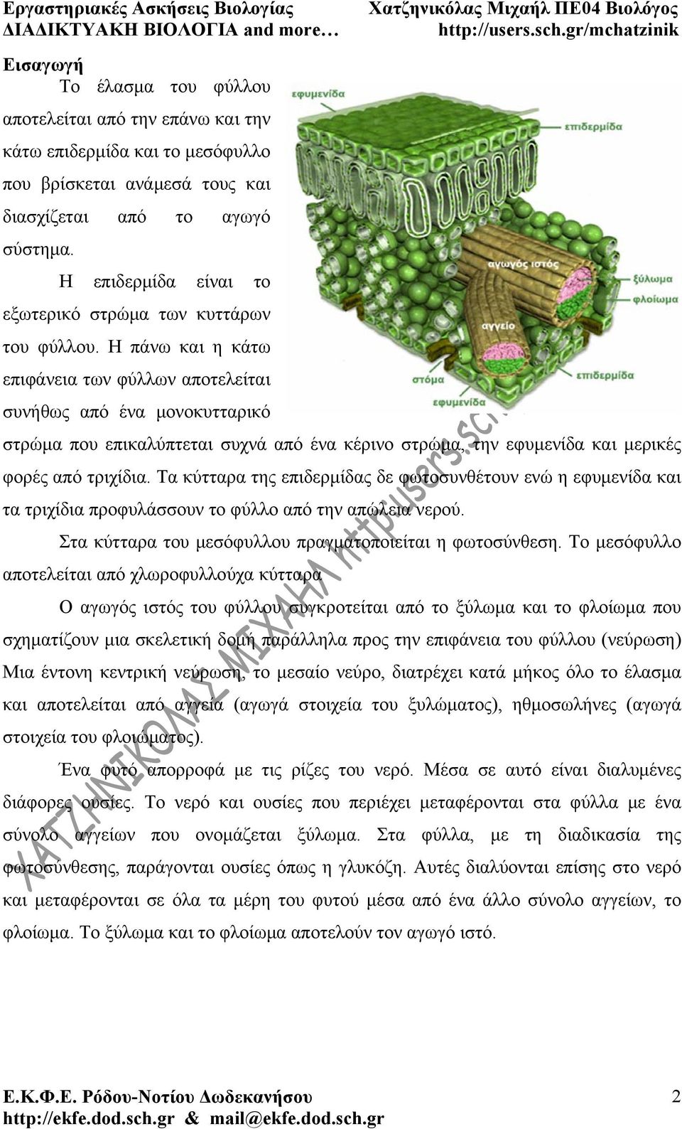 Η πάνω και η κάτω επιφάνεια των φύλλων αποτελείται συνήθως από ένα μονοκυτταρικό στρώμα που επικαλύπτεται συχνά από ένα κέρινο στρώμα, την εφυμενίδα και μερικές φορές από τριχίδια.