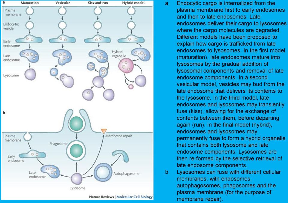 In the first model (maturation), late endosomes mature into lysosomes by the gradual addition of lysosomal components and removal of late endosome components.