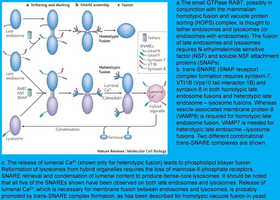 trans-snare (SNAP receptor) complex formation requires syntaxin-7, VTI1B (Vps10 tail interactor-1b) and syntaxin-8 in both homotypic late endosome fusions and heterotypic late endosome lysosome