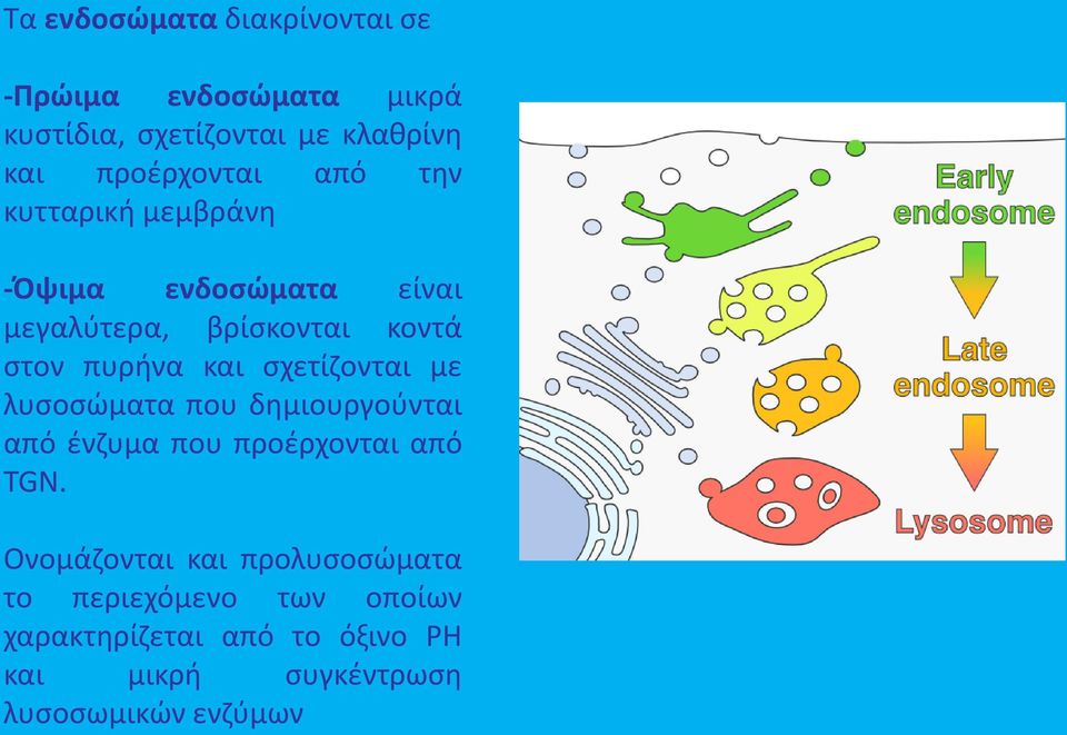 πυρήνα και σχετίζονται με λυσοσώματα που δημιουργούνται από ένζυμα που προέρχονται από TGN.