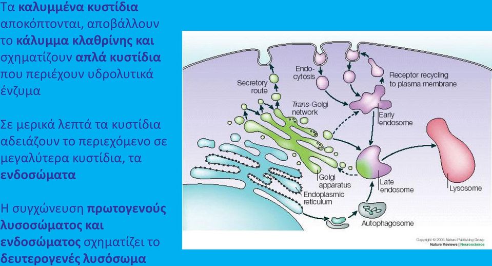 κυστίδια αδειάζουν το περιεχόμενο σε μεγαλύτερα κυστίδια, τα ενδοσώματα Η