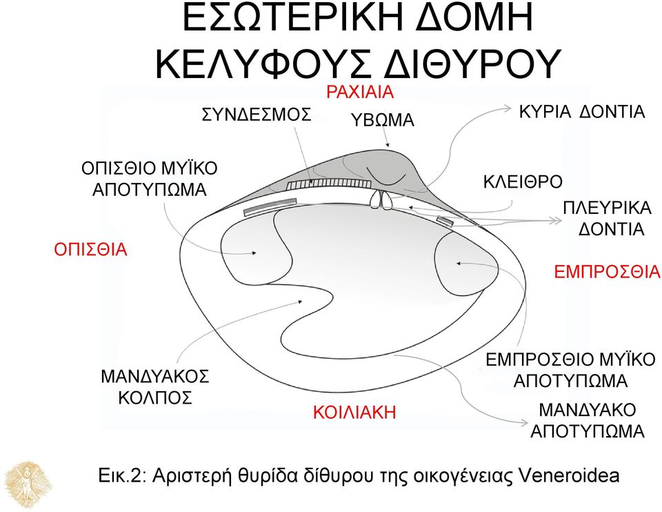 ΕΜΠΡΟΣΘΙΑ ΜΑΝΔΥΑΚΟΣ ΚΟΛΠΟΣ ΚΟΙΛΙΑΚΗ ΕΜΠΡΟΣΘΙΟ ΜΥΪΚΟ ΑΠΟΤΥΠΩΜΑ