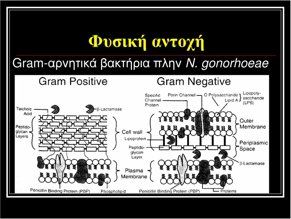 βακτήρια πλην