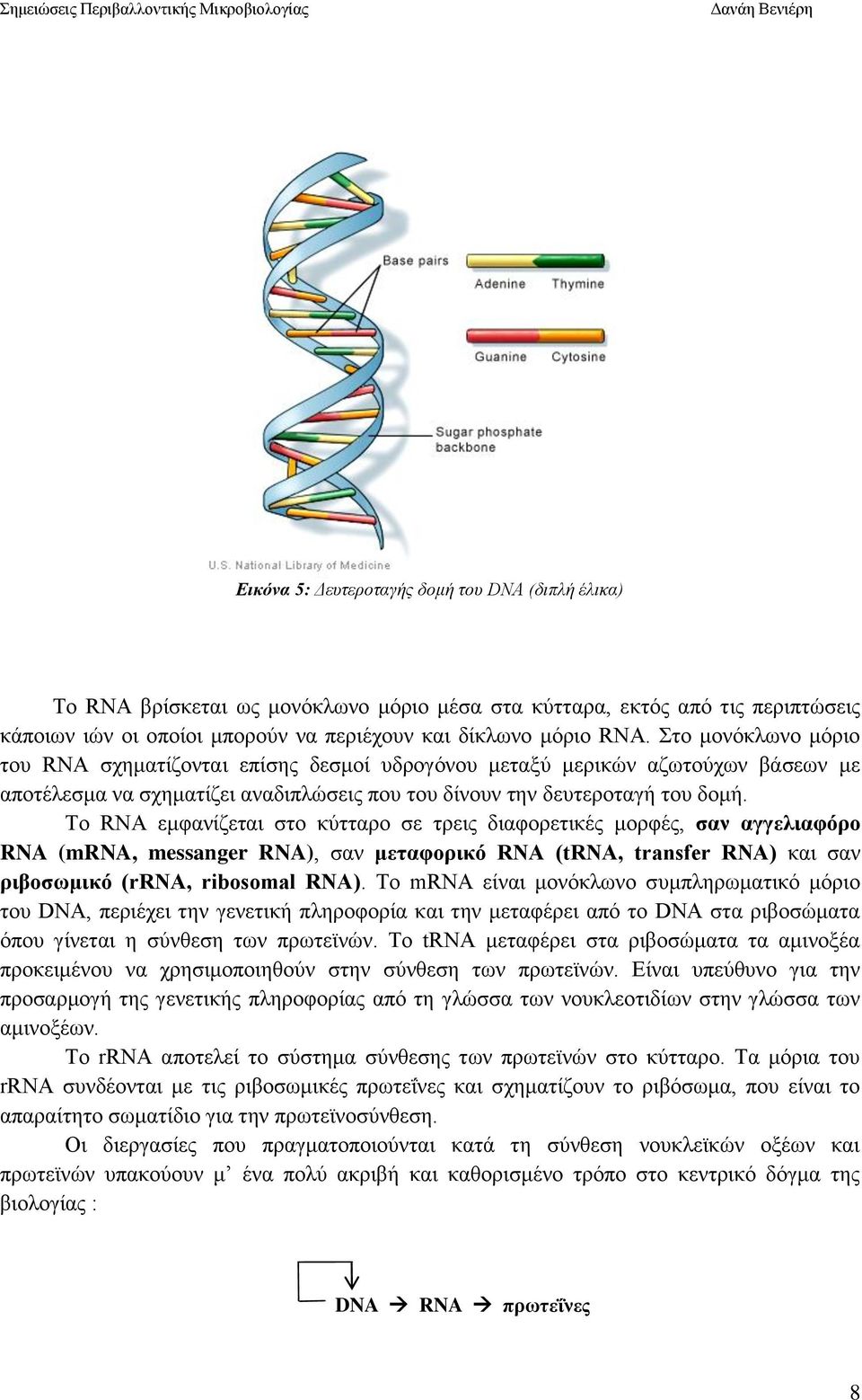 Το RNA εμφανίζεται στο κύτταρο σε τρεις διαφορετικές μορφές, σαν αγγελιαφόρο RNA (mrna, messanger RNA), σαν μεταφορικό RNA (trna, transfer RNA) και σαν ριβοσωμικό (rrna, ribosomal RNA).