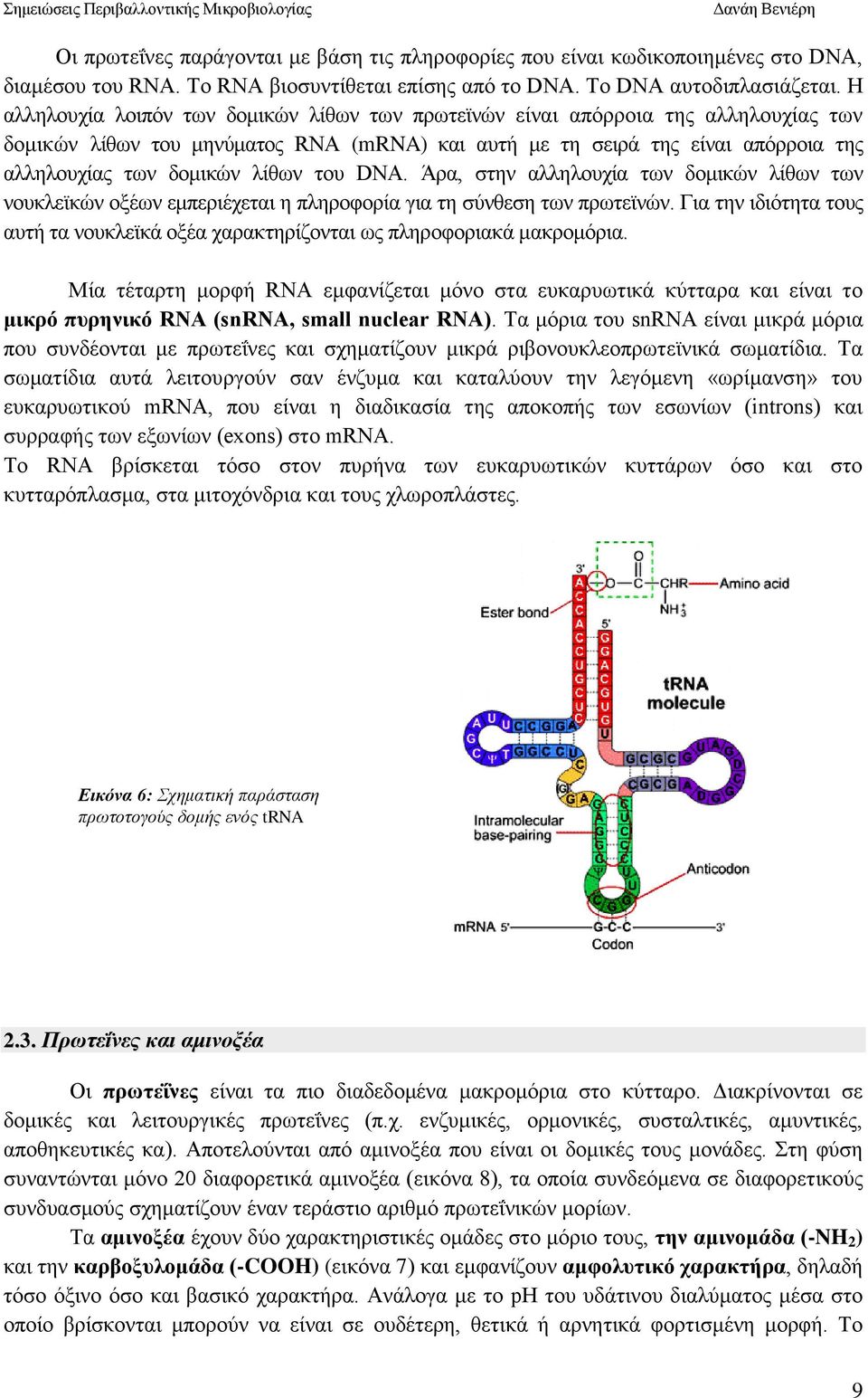 του DNA. Άρα, στην αλληλουχία των δομικών λίθων των νουκλεϊκών οξέων εμπεριέχεται η πληροφορία για τη σύνθεση των πρωτεϊνών.
