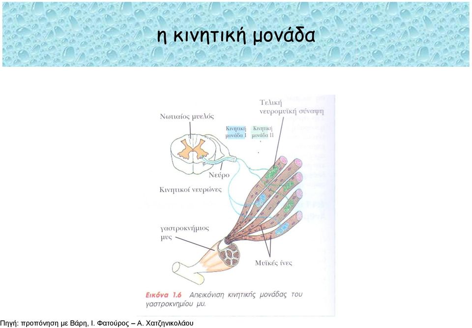 Φατούρος Α.