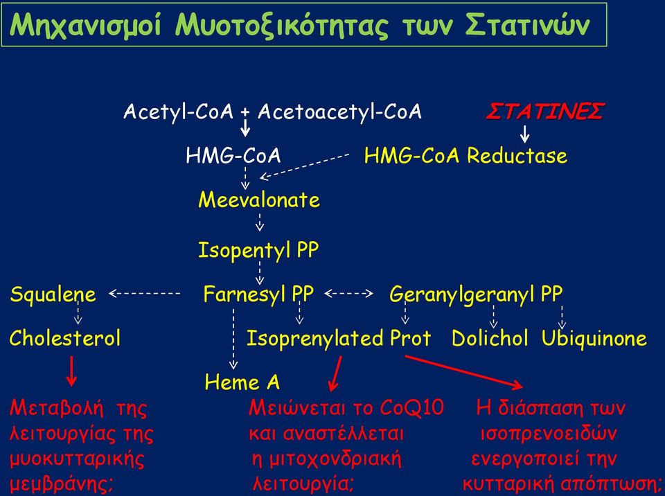 Dolichol Ubiquinone Heme A Μεηαβολή ηης Μειώμεηαι ηο CoQ10 Η διάζπαζη ηωμ λειηοσργίας ηης και