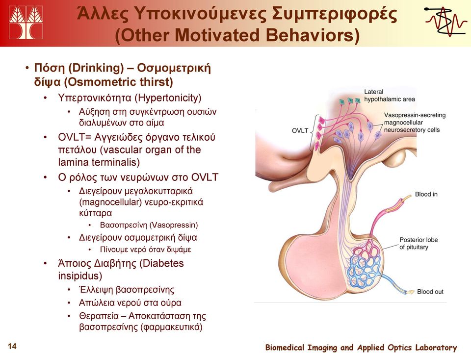 νευρώνων στο OVLT Διεγείρουν μεγαλοκυτταρικά (magnocellular) νευρο-εκριτικά κύτταρα Βασοπρεσίνη (Vasopressin) Διεγείρουν οσμομετρική δίψα Πίνουμε