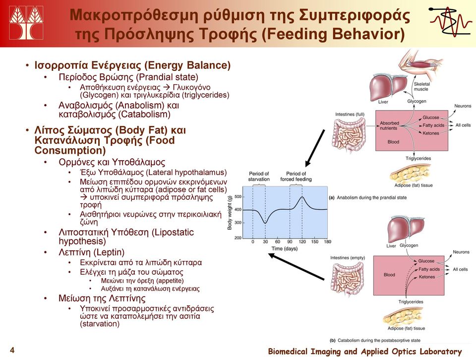 hypothalamus) Μείωση επιπέδου ορμονών εκκρινόμενων από λιπώδη κύτταρα (adipose or fat cells) υποκινεί συμπεριφορά πρόσληψης τροφή Αισθητήριοι νευρώνες στην περικοιλιακή ζώνη Λιποστατική Υπόθεση