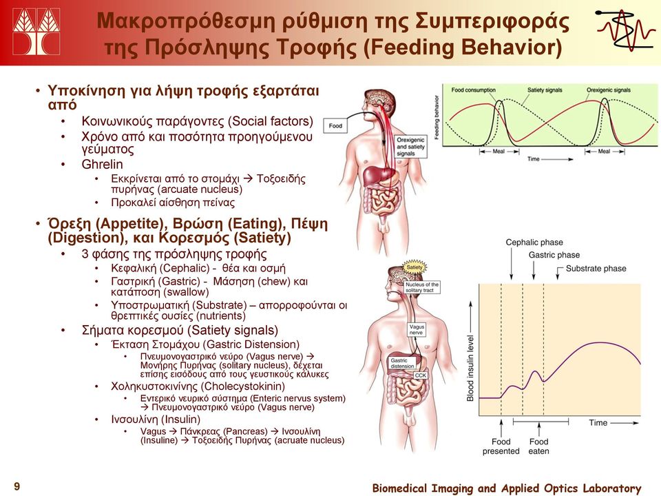 τροφής Κεφαλική (Cephalic) - θέα και οσμή Γαστρική (Gastric) - Μάσηση (chew) και κατάποση (swallow) Υποστρωματική (Substrate) απορροφούνται οι θρεπτικές ουσίες (nutrients) Σήματα κορεσμού (Satiety
