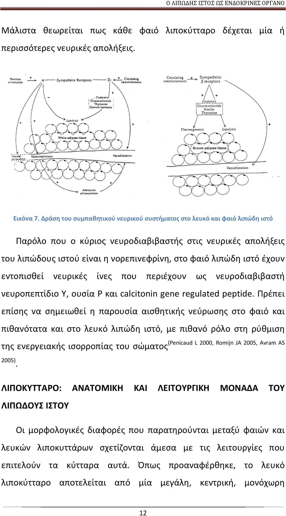 έχουν εντοπισθεί νευρικές ίνες που περιέχουν ως νευροδιαβιβαστή νευροπεπτίδιο Y, ουσία P και calcitonin gene regulated peptide.