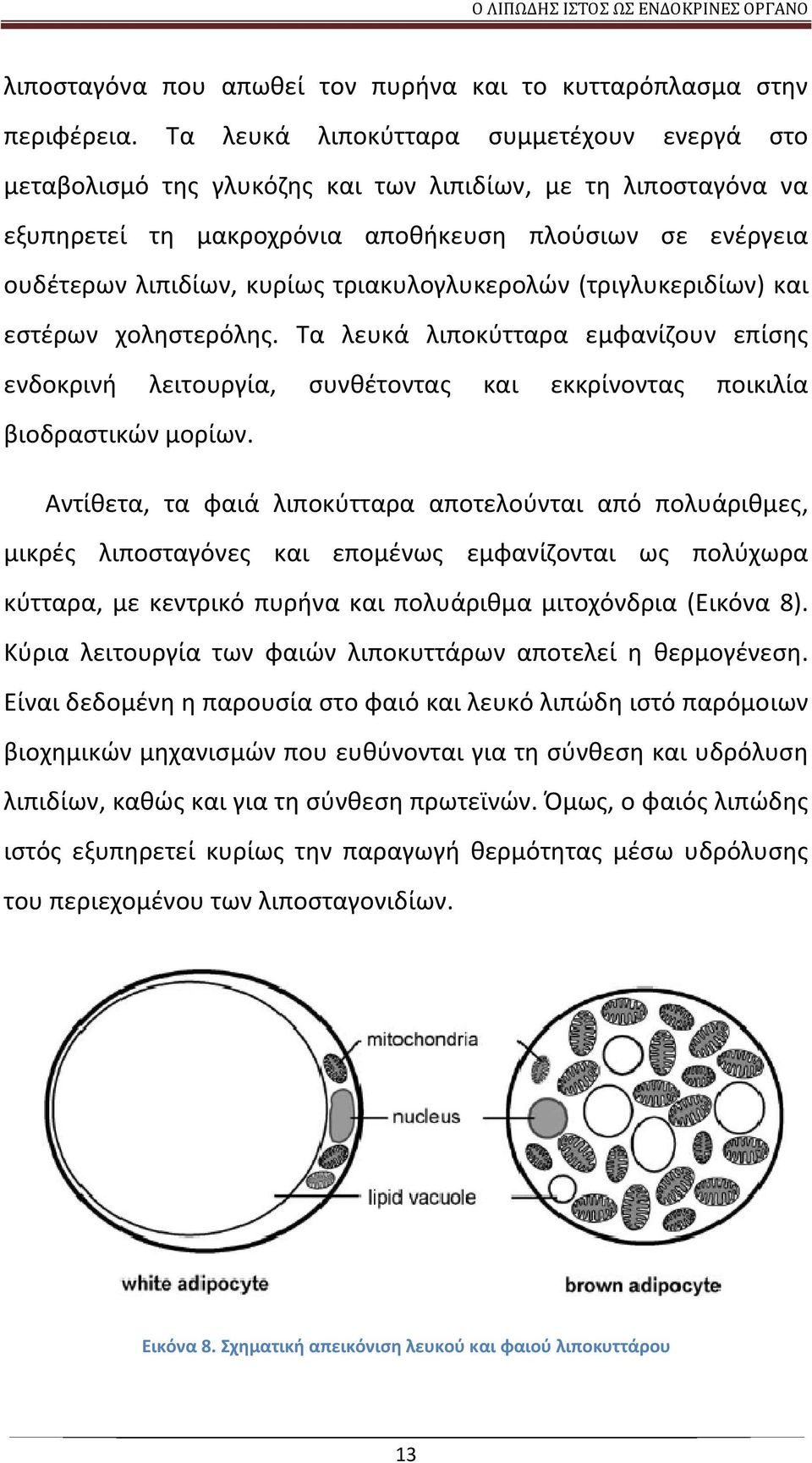 τριακυλογλυκερολών (τριγλυκεριδίων) και εστέρων χοληστερόλης. Τα λευκά λιποκύτταρα εμφανίζουν επίσης ενδοκρινή λειτουργία, συνθέτοντας και εκκρίνοντας ποικιλία βιοδραστικών μορίων.