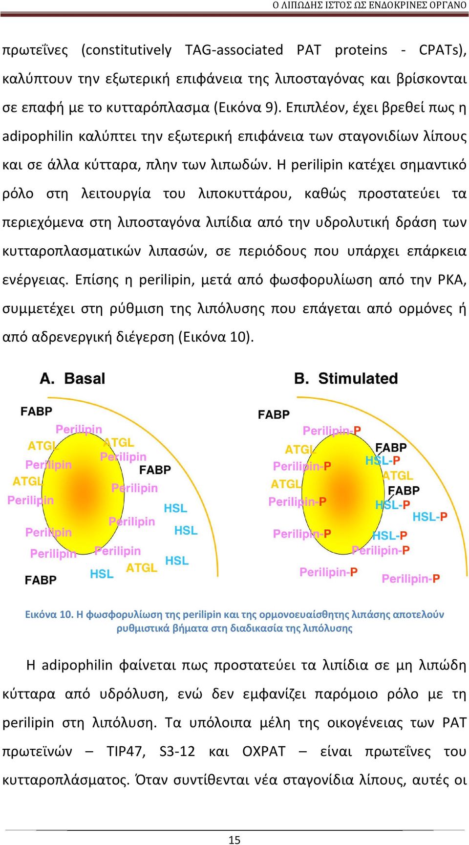 Η perilipin κατέχει σημαντικό ρόλο στη λειτουργία του λιποκυττάρου, καθώς προστατεύει τα περιεχόμενα στη λιποσταγόνα λιπίδια από την υδρολυτική δράση των κυτταροπλασματικών λιπασών, σε περιόδους που