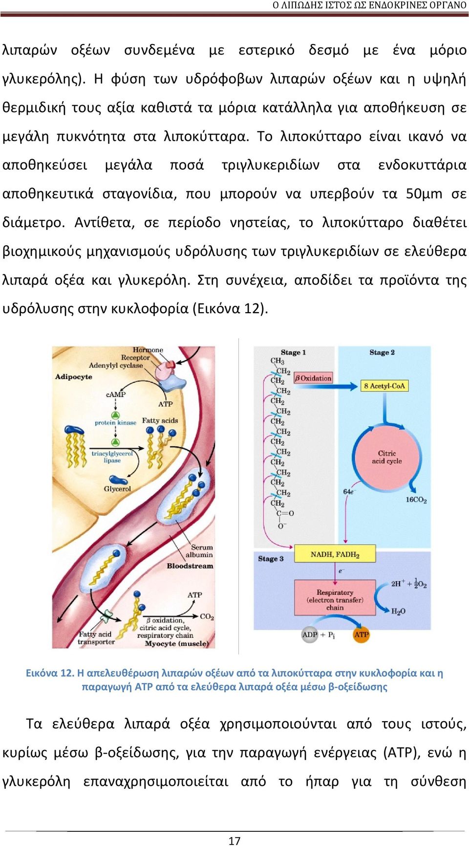 Το λιποκύτταρο είναι ικανό να αποθηκεύσει μεγάλα ποσά τριγλυκεριδίων στα ενδοκυττάρια αποθηκευτικά σταγονίδια, που μπορούν να υπερβούν τα 50μm σε διάμετρο.