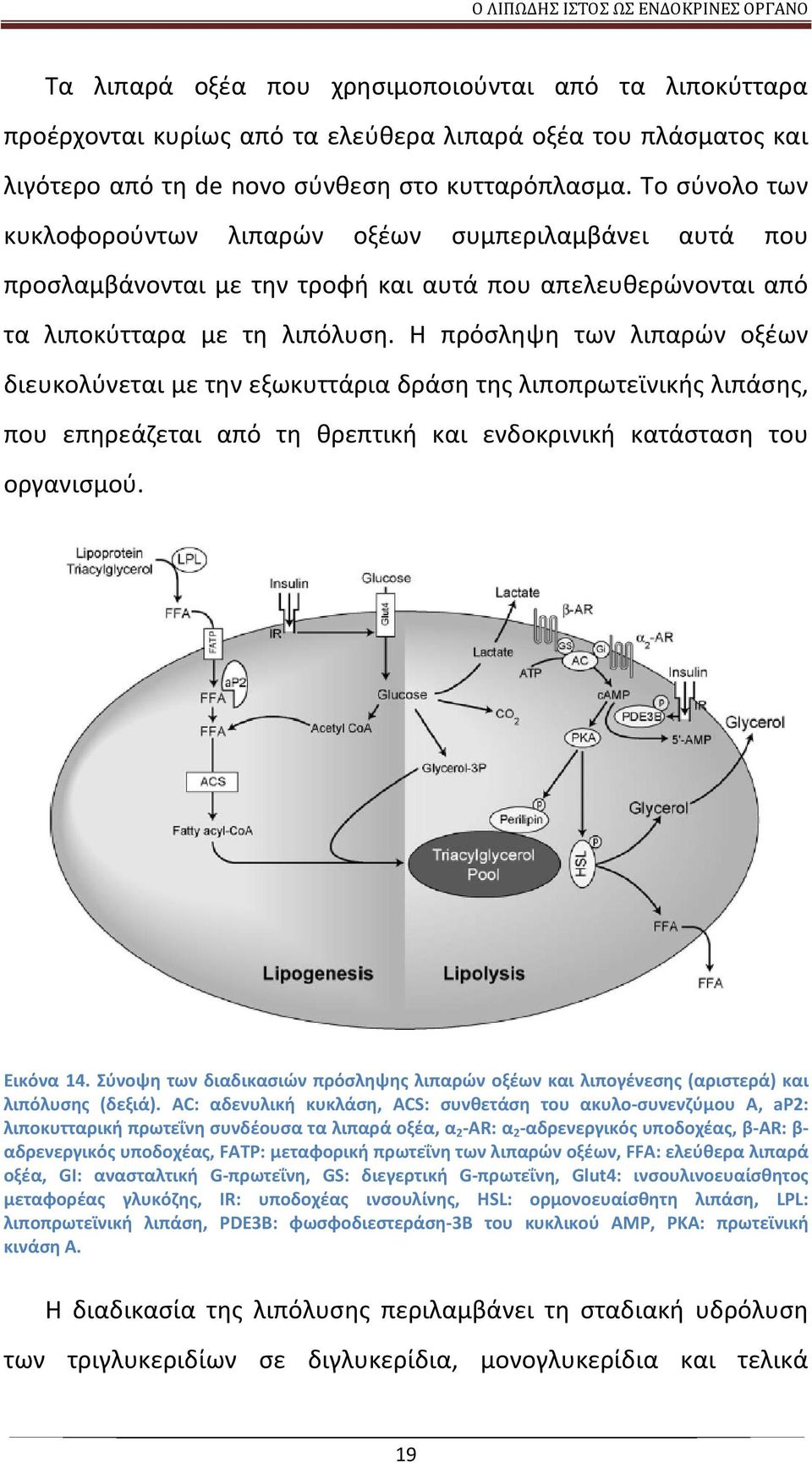 Η πρόσληψη των λιπαρών οξέων διευκολύνεται με την εξωκυττάρια δράση της λιποπρωτεϊνικής λιπάσης, που επηρεάζεται από τη θρεπτική και ενδοκρινική κατάσταση του οργανισμού. Εικόνα 14.