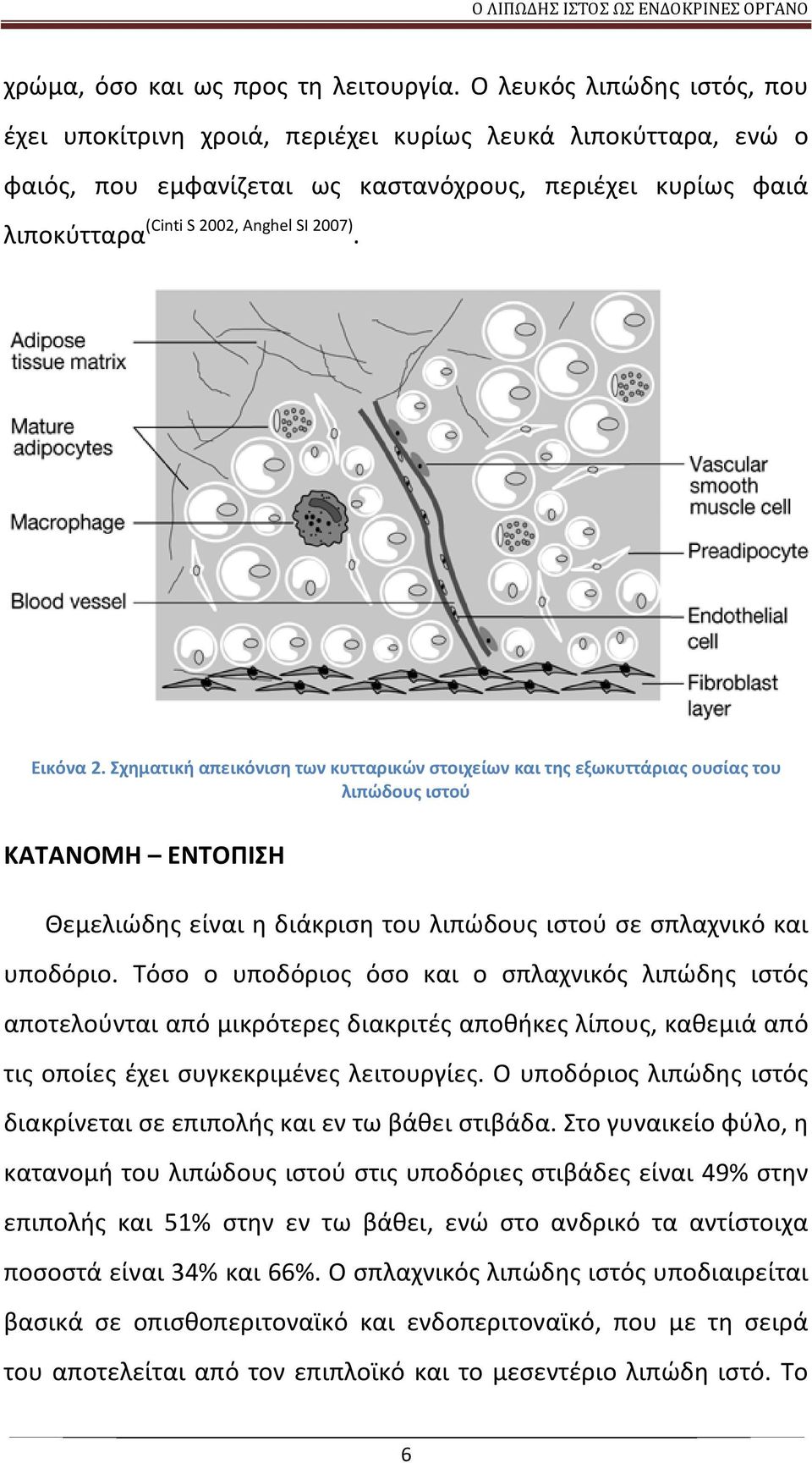 Εικόνα 2. Σχηματική απεικόνιση των κυτταρικών στοιχείων και της εξωκυττάριας ουσίας του λιπώδους ιστού ΚΑΤΑΝΟΜΗ ΕΝΤΟΠΙΣΗ Θεμελιώδης είναι η διάκριση του λιπώδους ιστού σε σπλαχνικό και υποδόριο.