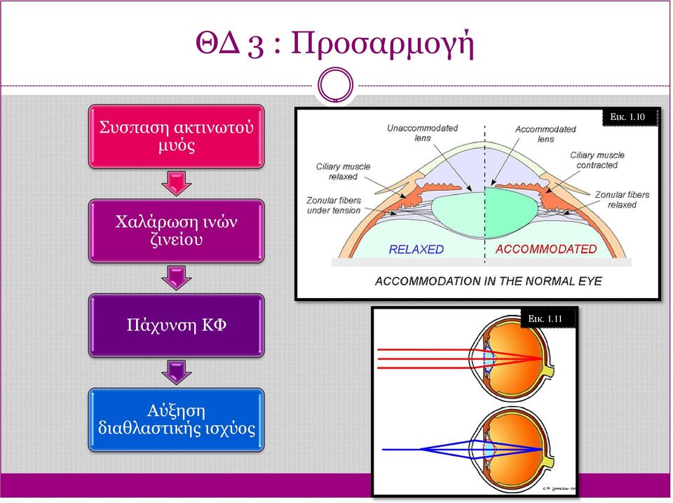 10 Χαλάρωση ινών ζινείου