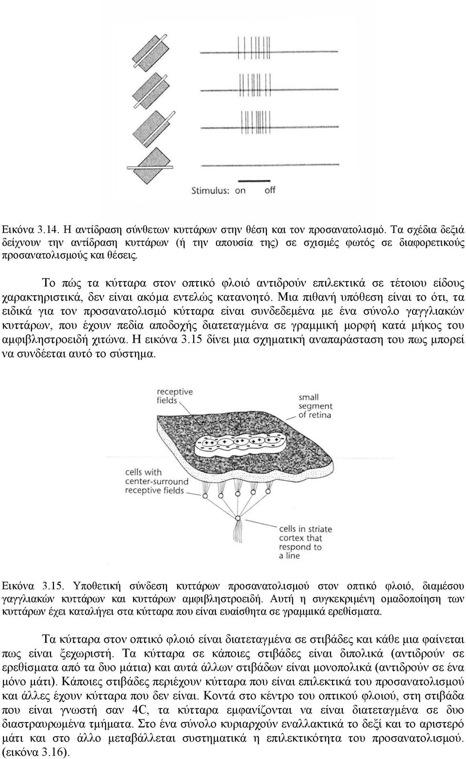 Το πώς τα κύτταρα στον οπτικό φλοιό αντιδρούν επιλεκτικά σε τέτοιου είδους χαρακτηριστικά, δεν είναι ακόµα εντελώς κατανοητό.