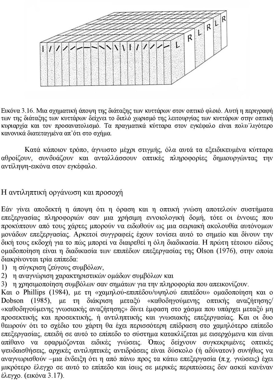 Τα πραγµατικά κύτταρα στον εγκέφαλο είναι πολυ λιγότερο κανονικά διατεταγµένα απ ότι στο σχήµα.