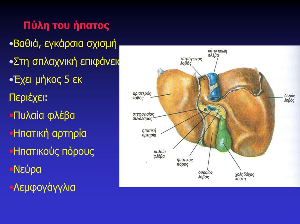 εκ Περιέχει: Πυλαία φλέβα Ηπατική