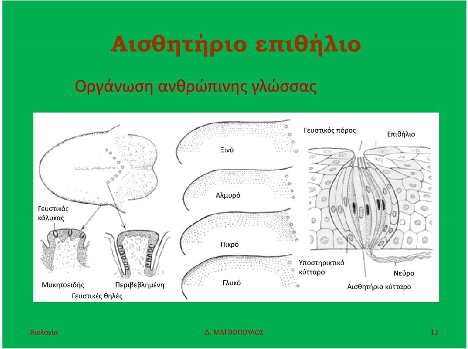 Μυκητοειδής Περιβεβλημένη Γευστικές θηλές Γλυκό