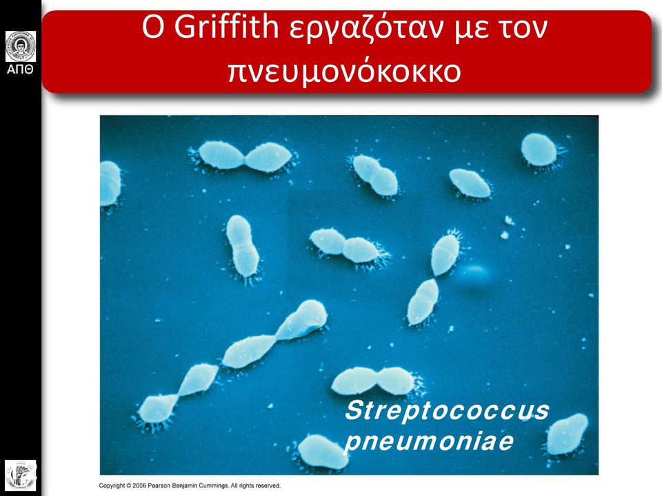 πνευμονόκοκκο 12