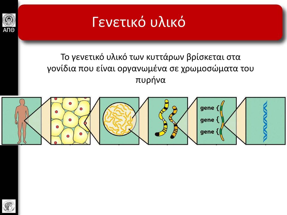 στα γονίδια που είναι