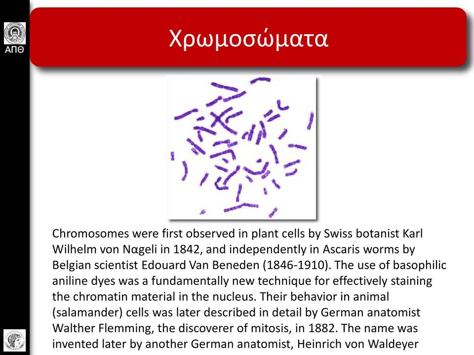 The use of basophilic aniline dyes was a fundamentally new technique for effectively staining the chromatin material in the nucleus.