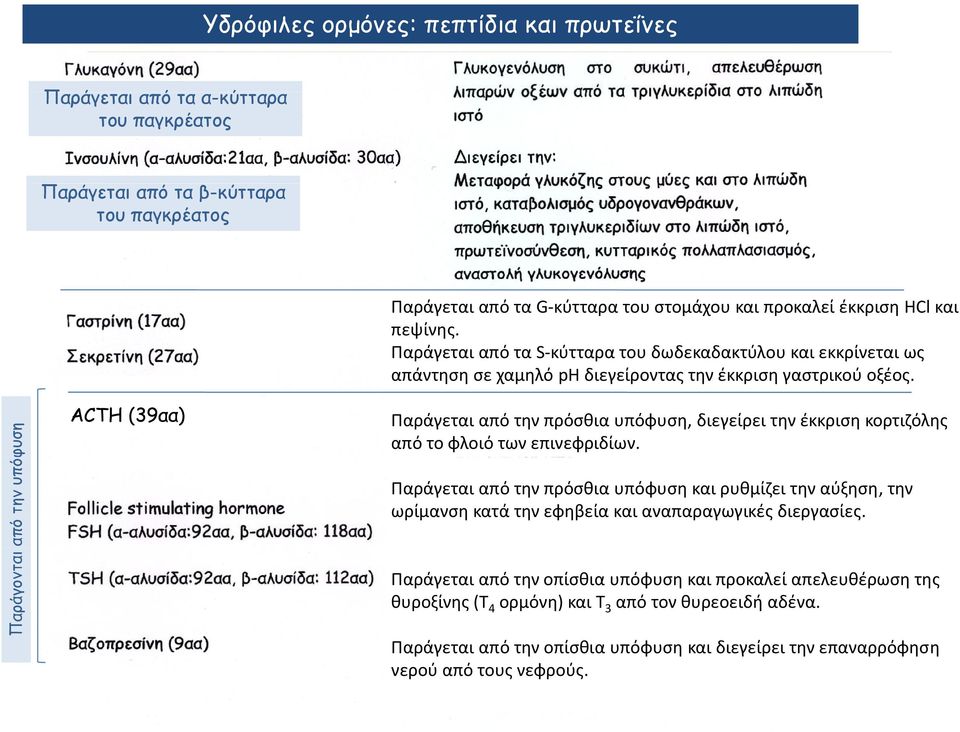 φυση από την υπό Παράγονται ACTH (39αα) Παράγεται από την πρόσθια υπόφυση, διεγείρει την έκκριση κορτιζόλης από το φλοιό των επινεφριδίων.