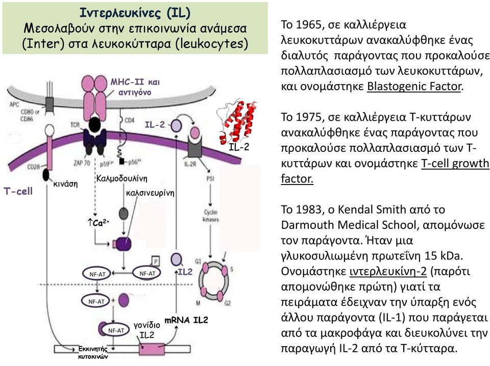 αντιγόνο Τ-cell κινάση Καλμοδουλίνη Ca 2+ NF AT NF AT Εκκινητής κυτοκινών NF AT IL-2 καλσινευρίνη NF AT γονίδιο IL2 IL2 mrna IL2 IL-2 Το 1975, σε καλλιέργεια Τ κυττάρων ανακαλύφθηκε ένας παράγοντας